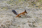 Eurasian red squirrel