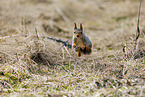 Eurasian red squirrel