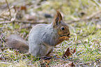 Eurasian red squirrel