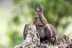 Eurasian red squirrel