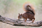 Eurasian red squirrel