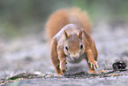 Eurasian red squirrel
