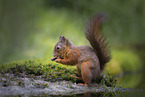 European Squirrel