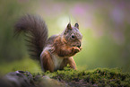 European Squirrel