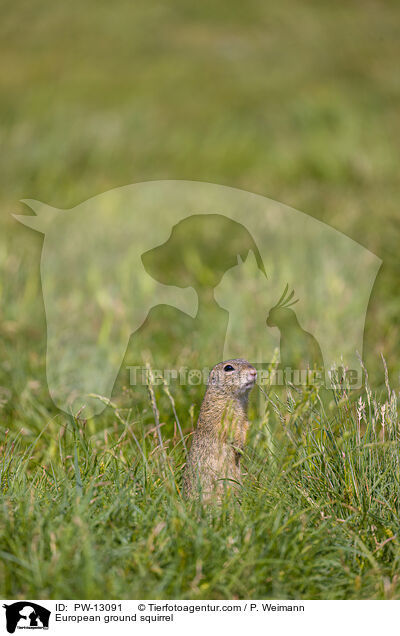 Europischer Ziesel / European ground squirrel / PW-13091