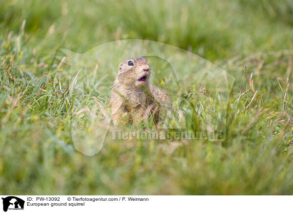 Europischer Ziesel / European ground squirrel / PW-13092