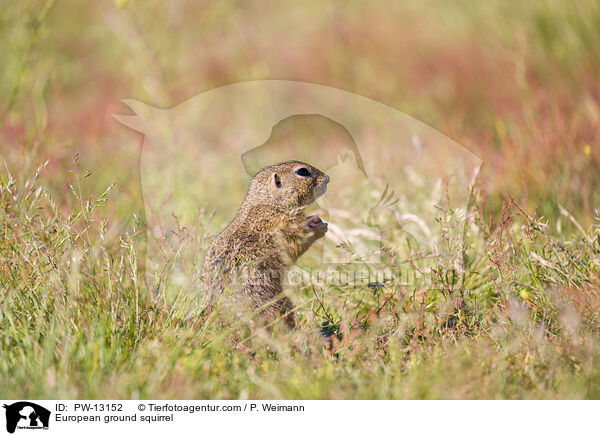 Europischer Ziesel / European ground squirrel / PW-13152