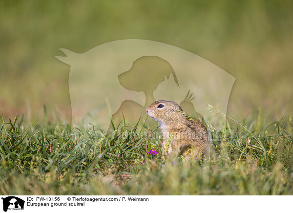 Europischer Ziesel / European ground squirrel / PW-13156