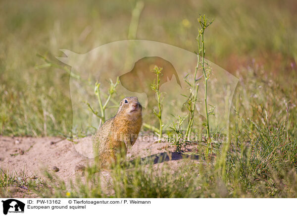Europischer Ziesel / European ground squirrel / PW-13162