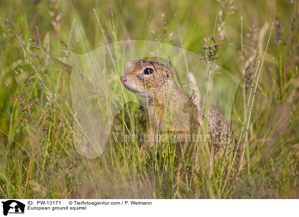 Europischer Ziesel / European ground squirrel / PW-13171