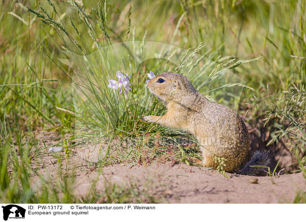Europischer Ziesel / European ground squirrel / PW-13172