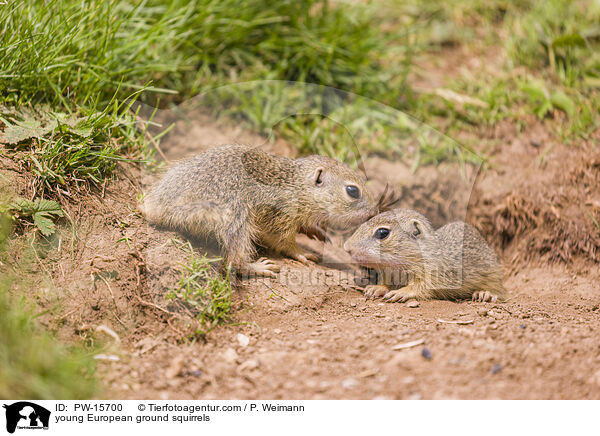junge Europische Ziesel / young European ground squirrels / PW-15700