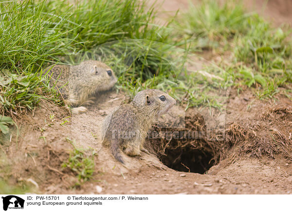 junge Europische Ziesel / young European ground squirrels / PW-15701