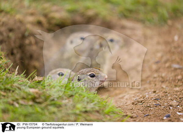 junge Europische Ziesel / young European ground squirrels / PW-15704