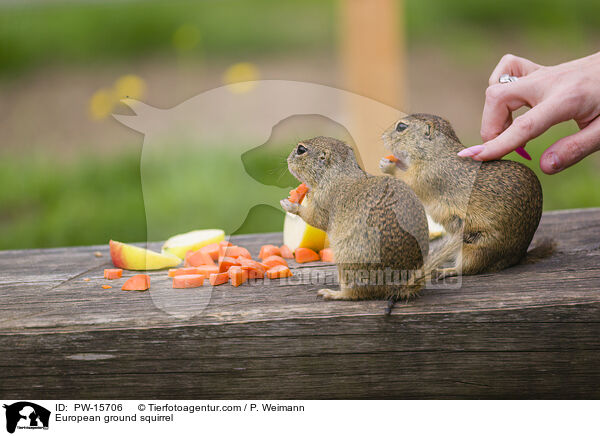 Europischer Ziesel / European ground squirrel / PW-15706