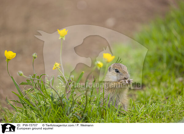Europischer Ziesel / European ground squirrel / PW-15707