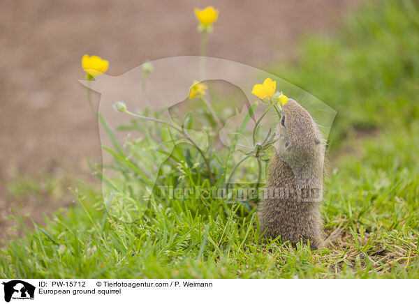 Europischer Ziesel / European ground squirrel / PW-15712