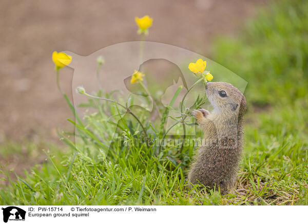 Europischer Ziesel / European ground squirrel / PW-15714