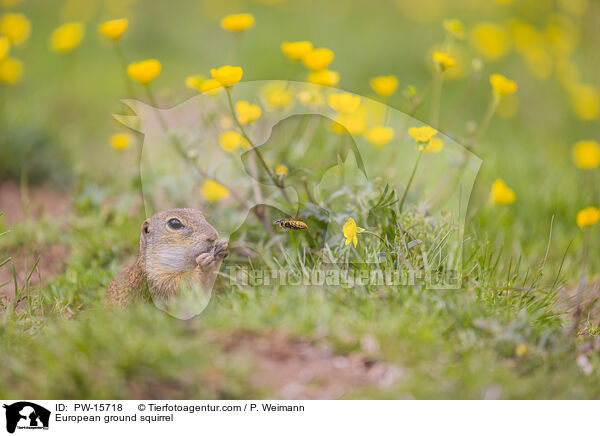 Europischer Ziesel / European ground squirrel / PW-15718