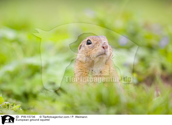 Europischer Ziesel / European ground squirrel / PW-15736