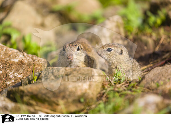 Europischer Ziesel / European ground squirrel / PW-15753