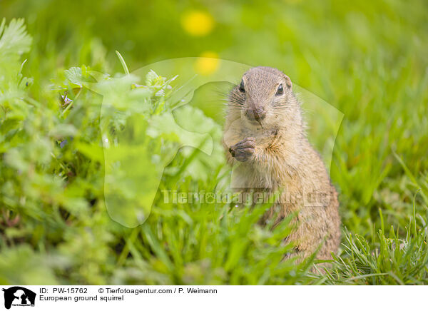 Europischer Ziesel / European ground squirrel / PW-15762