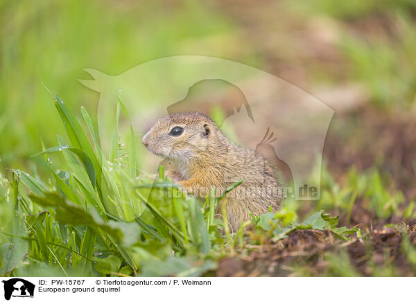 Europischer Ziesel / European ground squirrel / PW-15767