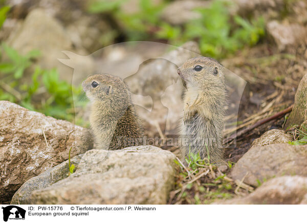 Europischer Ziesel / European ground squirrel / PW-15776
