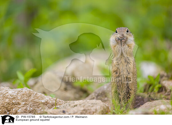 Europischer Ziesel / European ground squirrel / PW-15785