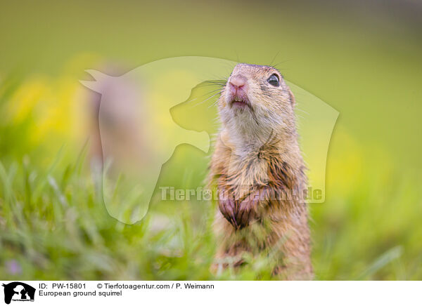Europischer Ziesel / European ground squirrel / PW-15801