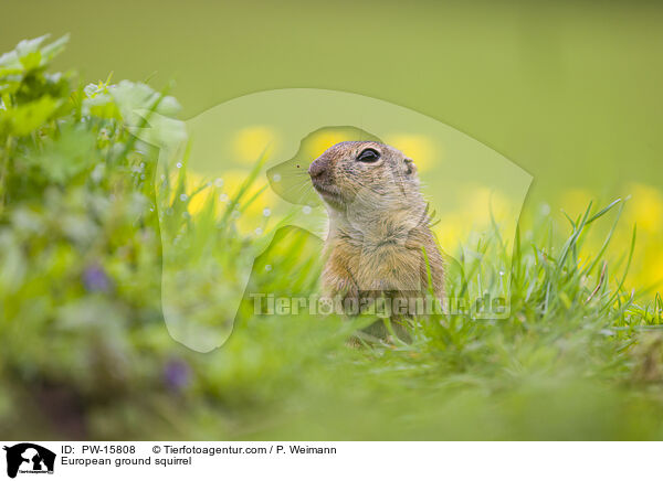 Europischer Ziesel / European ground squirrel / PW-15808