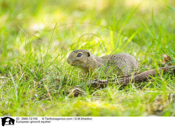 Europischer Ziesel / European ground squirrel / DMS-12158