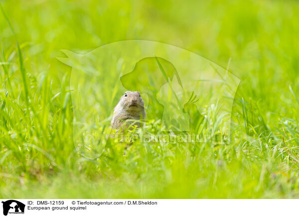 Europischer Ziesel / European ground squirrel / DMS-12159