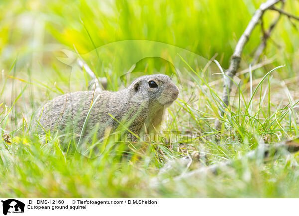 Europischer Ziesel / European ground squirrel / DMS-12160