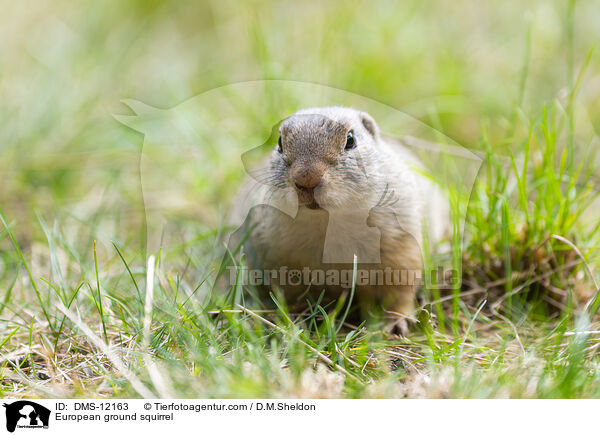 Europischer Ziesel / European ground squirrel / DMS-12163