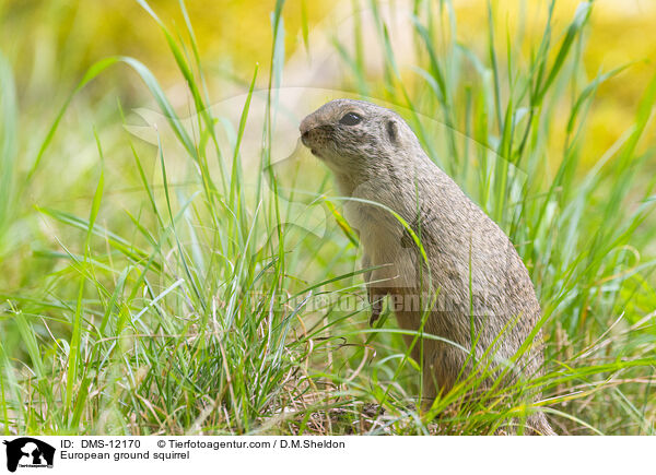 Europischer Ziesel / European ground squirrel / DMS-12170