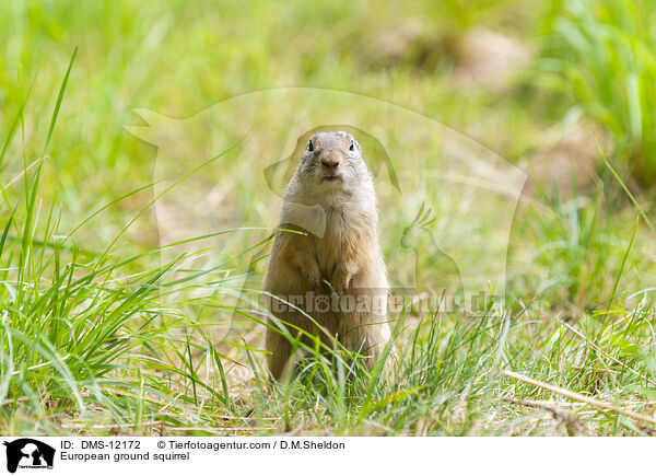 Europischer Ziesel / European ground squirrel / DMS-12172