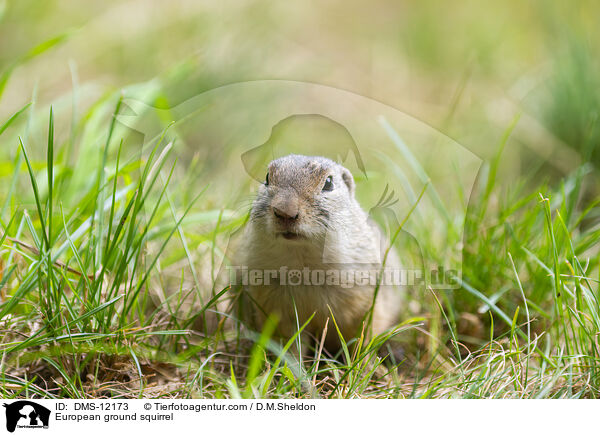 Europischer Ziesel / European ground squirrel / DMS-12173
