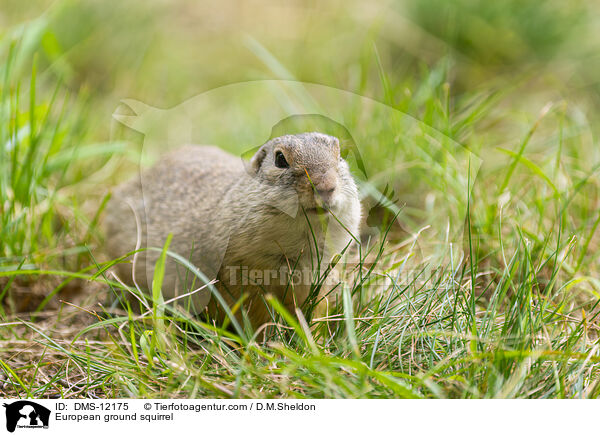 Europischer Ziesel / European ground squirrel / DMS-12175