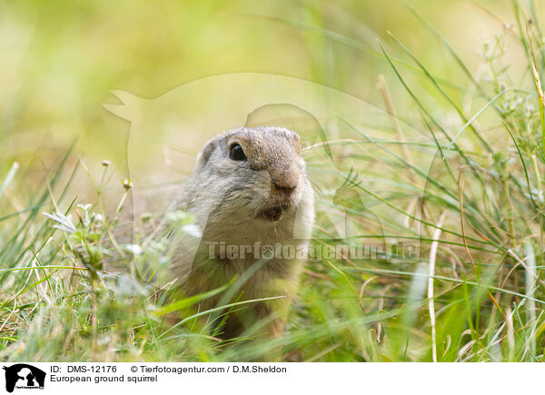 Europischer Ziesel / European ground squirrel / DMS-12176