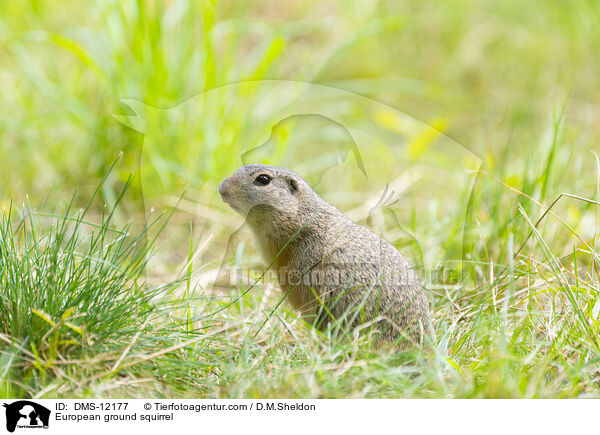 Europischer Ziesel / European ground squirrel / DMS-12177