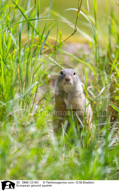 Europischer Ziesel / European ground squirrel / DMS-12180
