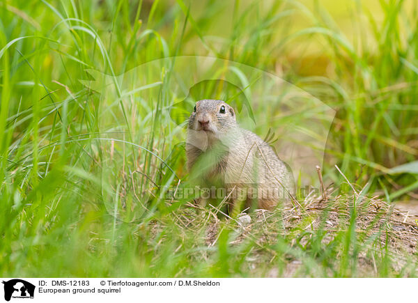 Europischer Ziesel / European ground squirrel / DMS-12183