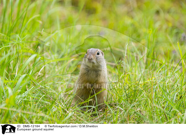 Europischer Ziesel / European ground squirrel / DMS-12184