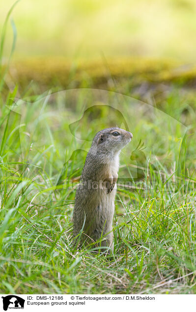 Europischer Ziesel / European ground squirrel / DMS-12186