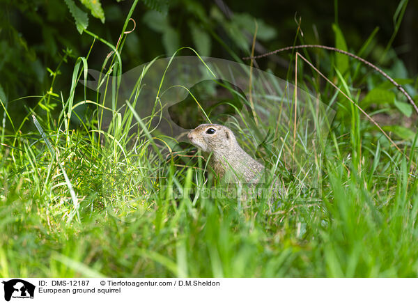 Europischer Ziesel / European ground squirrel / DMS-12187