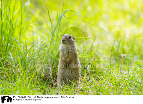 Europischer Ziesel / European ground squirrel / DMS-12188