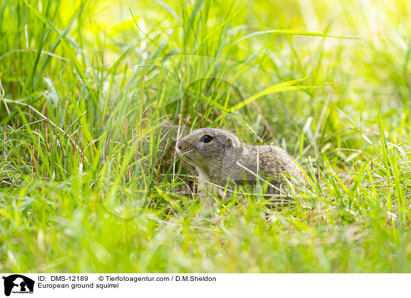 Europischer Ziesel / European ground squirrel / DMS-12189