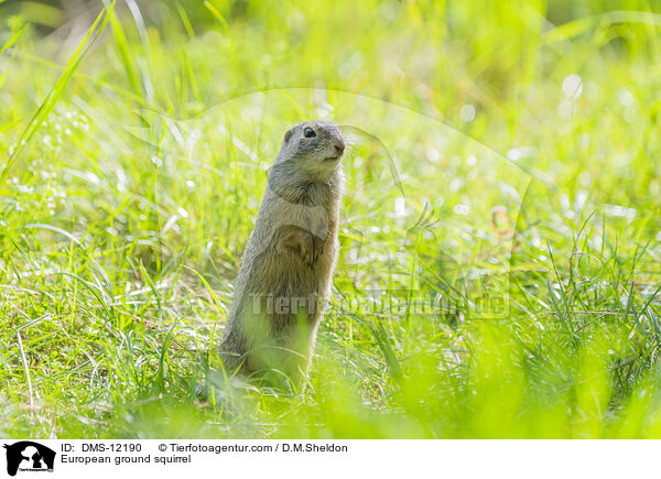 Europischer Ziesel / European ground squirrel / DMS-12190