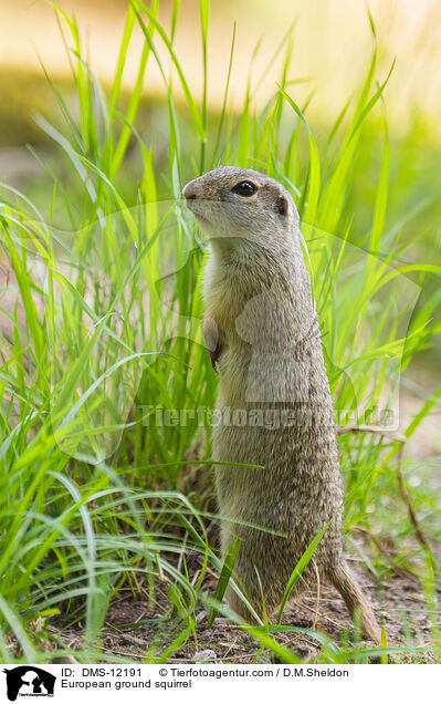 Europischer Ziesel / European ground squirrel / DMS-12191